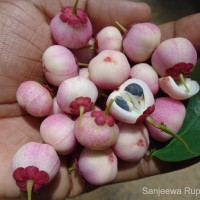 Breynia androgyna (L.) Chakrab. & N.P.Balakr.